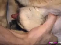 Furry dog got its dick played on by beastie gals